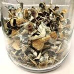 Get Psilocybe Azurescens